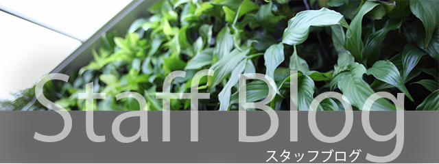 スタッフブログSP画像